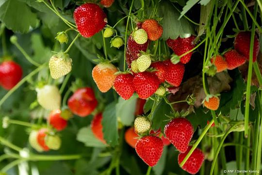 aardbeien zijn populairder dan ooit 