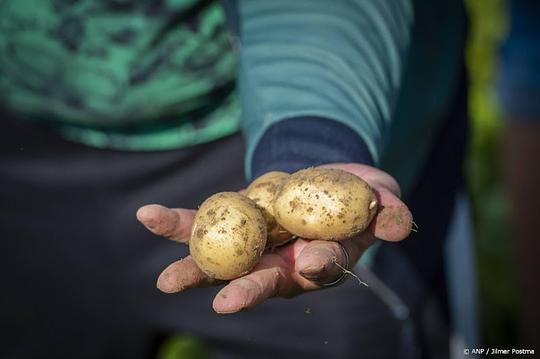 aardappelverwerker Celavita is failliet 