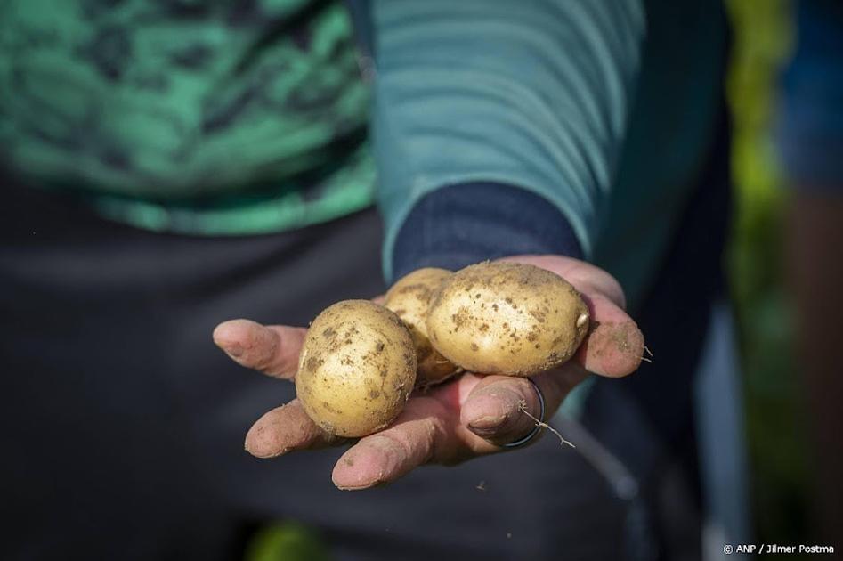 aardappelverwerker Celavita is failliet 