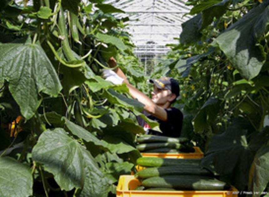 Minder tomaten en komkommers geteeld door energieprijzen