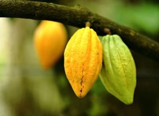 Kumasi maakt frisdrank van cacao-afval