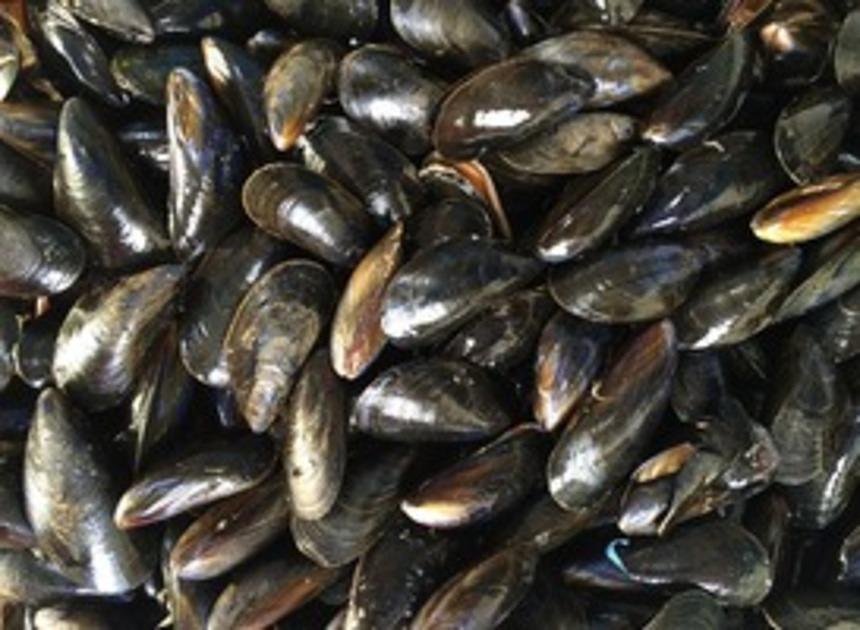 Zeeuwse mosselvangst als eerste te proeven in Brasserie Kaat Mossel