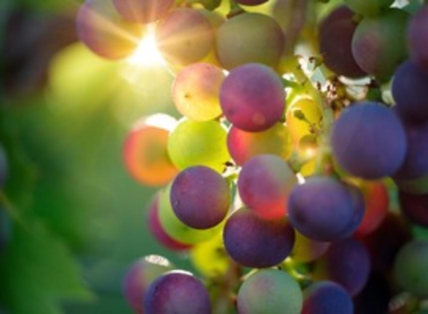 Deelnemers van dagbesteding aan de slag bij restaurant van The Vineyard 