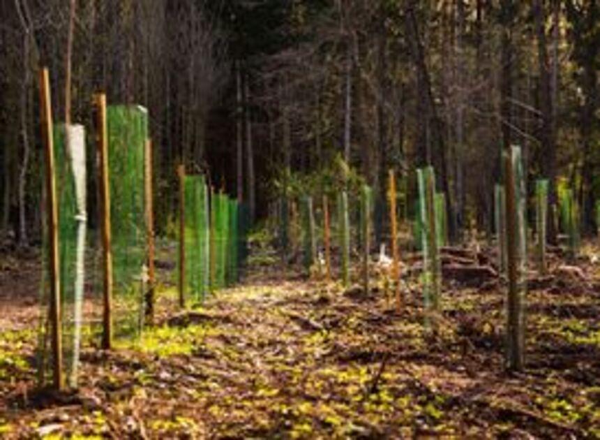 Hotels for Trees en partners planten samen eerste bomen op Landgoed Zuylestein