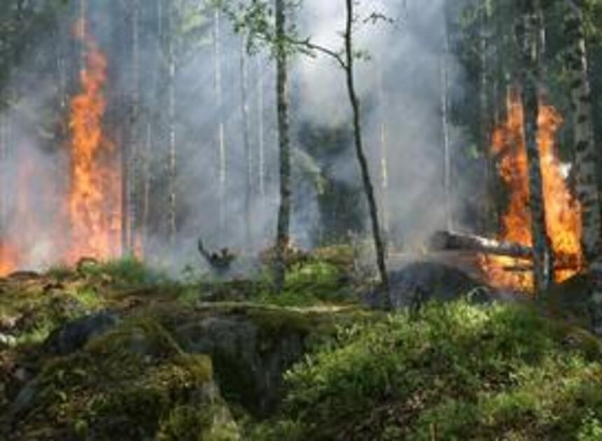 Flyers uitgedeeld in horeca in Heusden, waarschuwing voor bosbranden