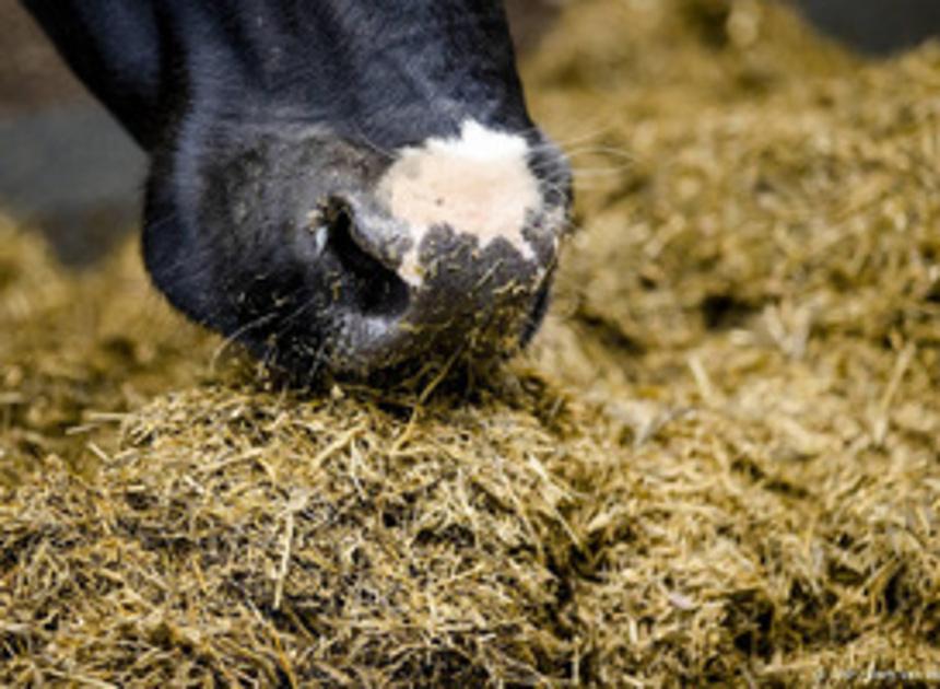 Nederlandse boeren leveren meer melk per koe door meer krachtvoer