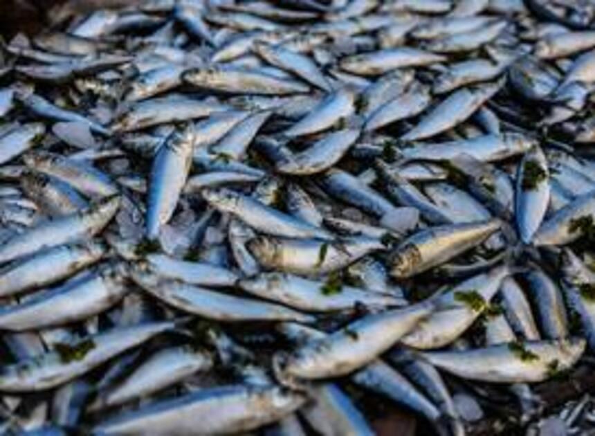 Visprijzen rijzen de pan uit: het wordt steeds moeilijker om een visje te eten