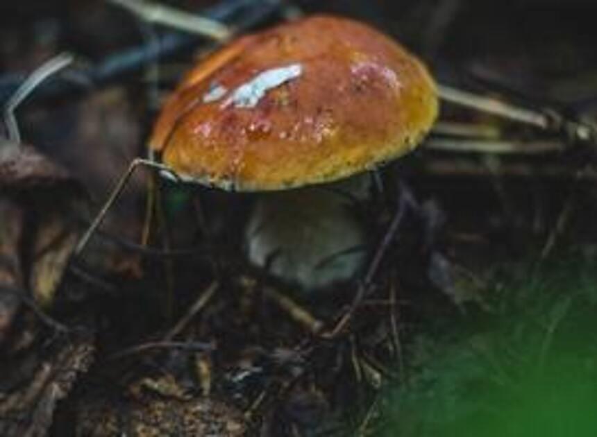 Horecaondernemers duiken de bossen in voor eetbare paddenstoelen