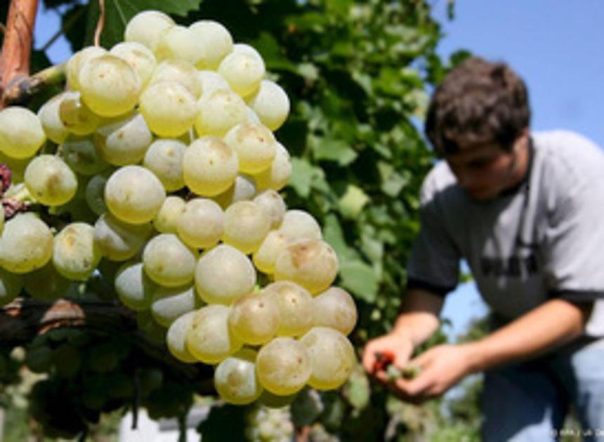 Champagnedruiven worden dit jaar eerder geoogst en dit komt niet vaak voor