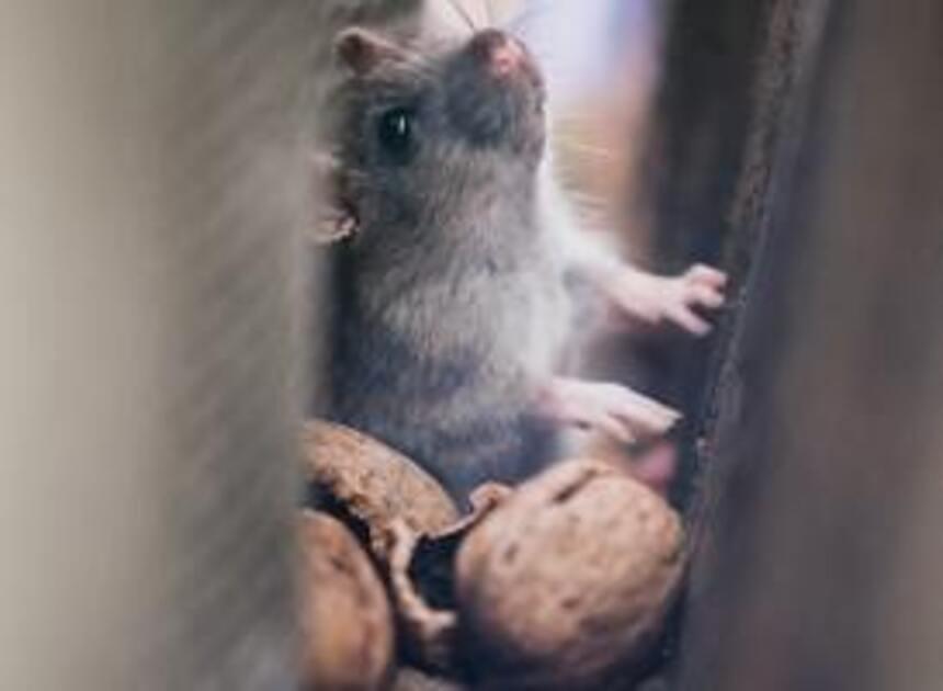 Incident met rat in Grieks restaurant in Leidschendam zorgt voor imagoprobleem