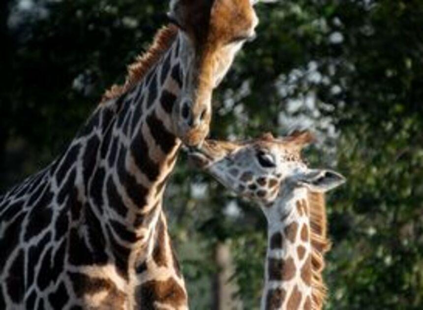 Eerste dieren komen naar Safari Hotel Beekse Bergen