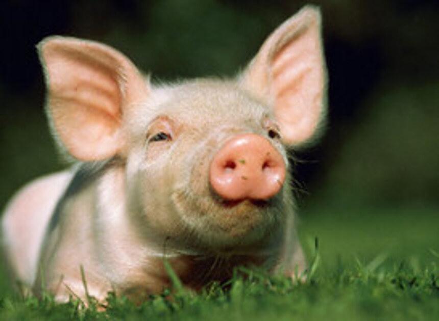 Vallei Varken en Agrifirm introduceren klimaatneutraal varkensvlees 