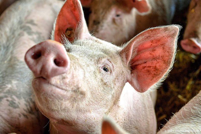 Gekweekt varkensvlees van Meatable nu 30 keer sneller dan echt varken